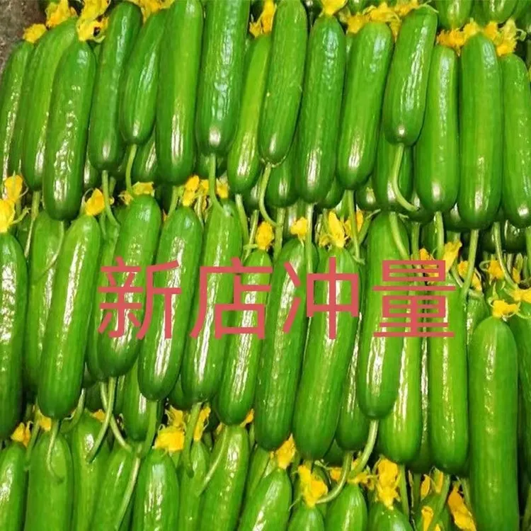 水果黄瓜新鲜生吃荷兰无刺小黄瓜山东寿光绿色蔬菜现摘现发包邮