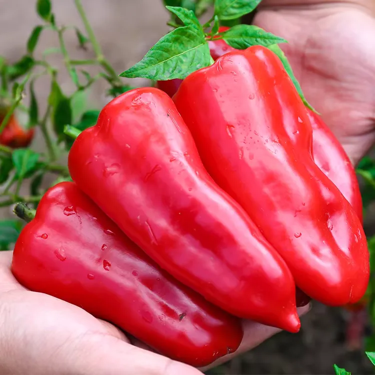 红辣椒新鲜现摘个大肉厚微甜辣农家自种红尖椒大红泡椒酱批发全红