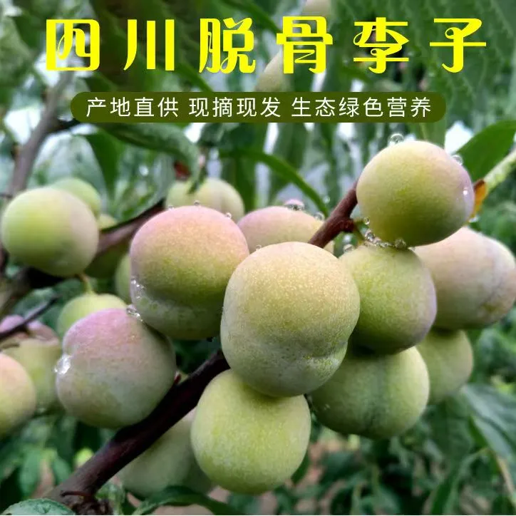 四川新鲜现摘空心茵红李子脱骨五月脆李半边红3/5斤青红脆甜李子
