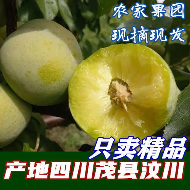 四川汶川茂县农家脱骨青脆李江安李空心李脆骨李礼盒装顺丰包邮