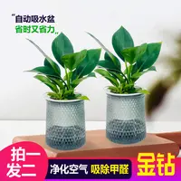 【 买一送一】金钻盆栽室内净化空气美观桌面绿植办公室四季常青