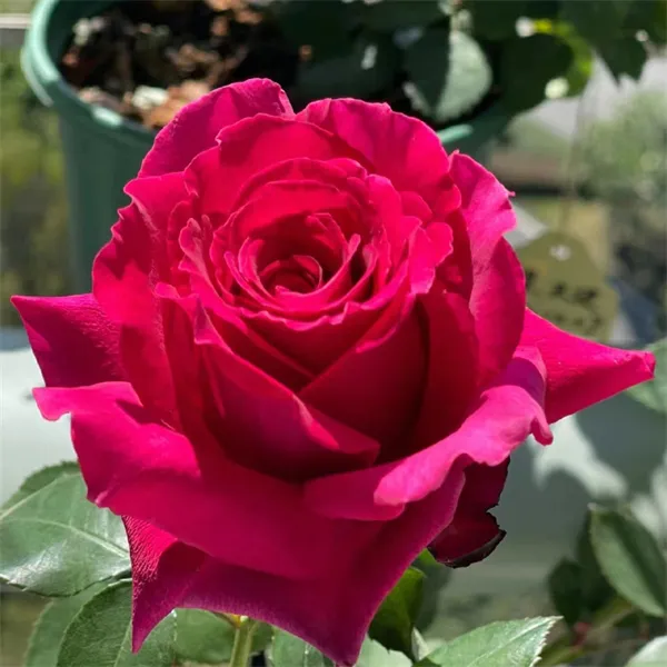 【3颗包邮】红丘/天家胭脂月季灌木大花多季开花阳台盆栽花卉