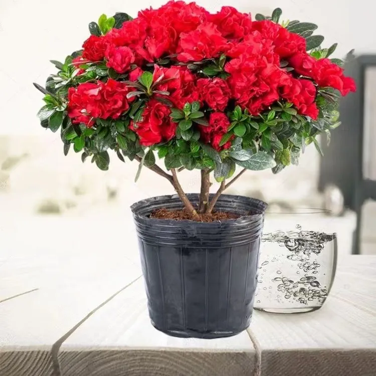 精品杜鹃花盆杜鹃花绿物室内带花苞四季好养室内开花盆栽花观物花