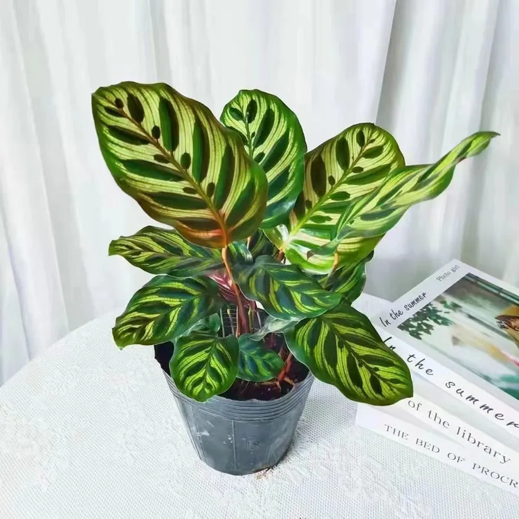 孔雀竹芋盆栽花四季常绿客厅办公室内花耐阴绿植水培植物花卉好养