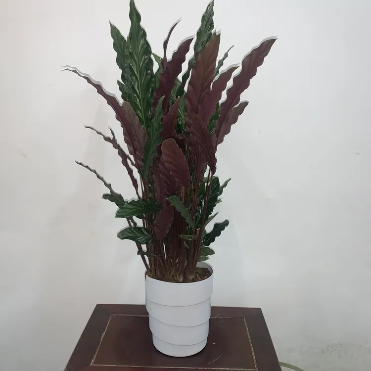 紫背波浪竹芋盆栽植物室内客厅四季净化空气观叶耐阴好养绿植花卉