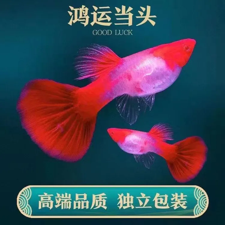 鸿运当头孔雀鱼胎生百万观赏鱼热带鱼新手练手观赏鱼好养不打氧鱼