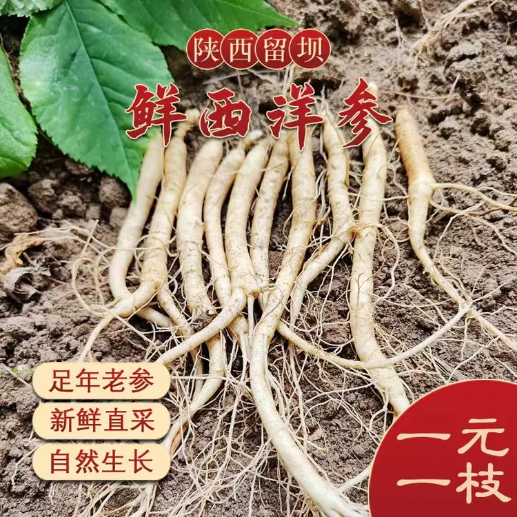 留坝西洋参  新鲜西洋参 小号 现挖现发煲汤炖肉 产地发货