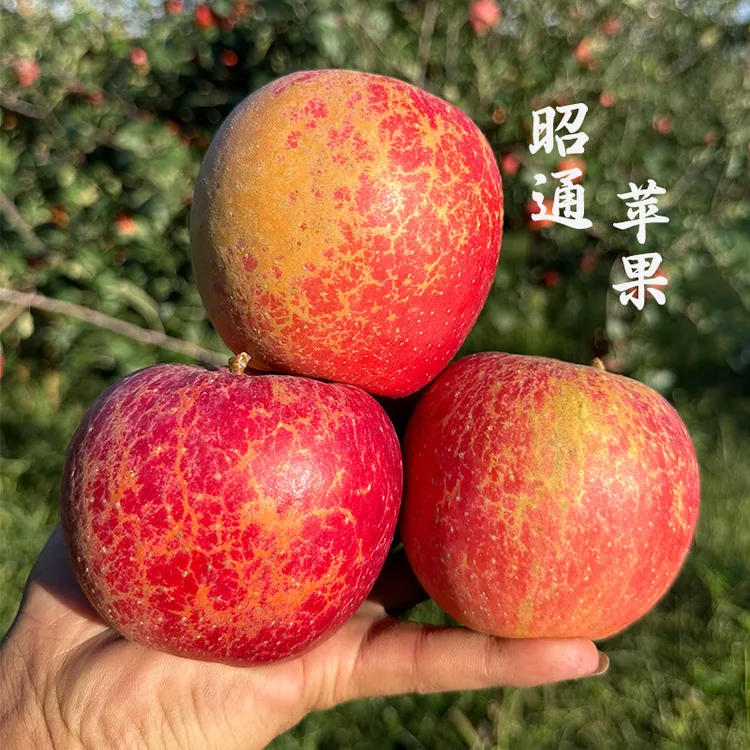 云南昭通当季2025新鲜现摘头茬冰糖心丑苹果5-10斤包邮