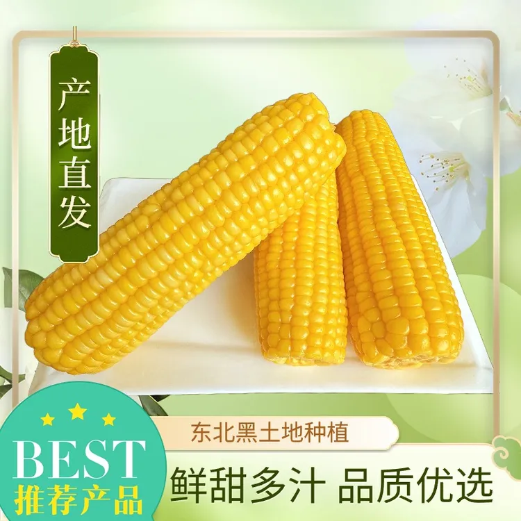 【试吃两根】黑土地甜糯玉米东北玉米饱满蒸煮东北糯玉米新鲜