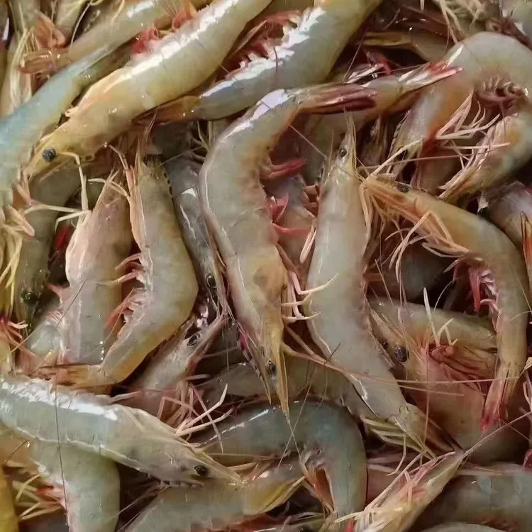泉州叼好米生鲜（野生白丁虾）