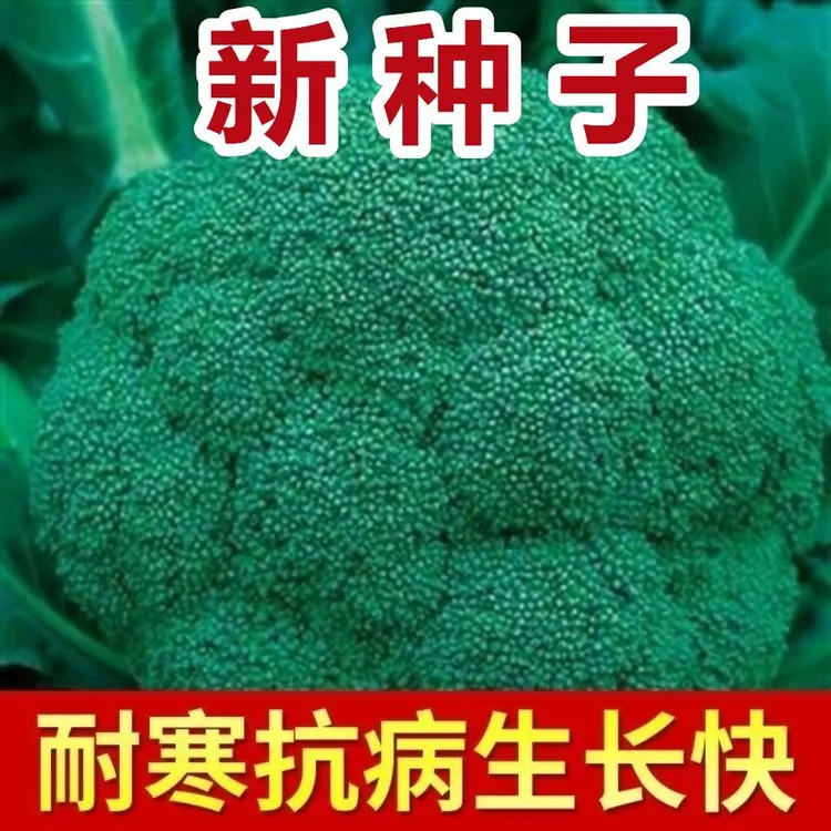 【今年新种】西兰花种籽花椰菜高产蔬菜种子大全正品耐寒青花菜籽