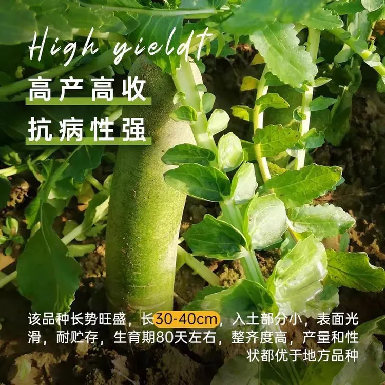 冰糖水果萝卜种子生吃脆甜农家蔬菜种孑四季播种阳盆栽绿萝卜种籽