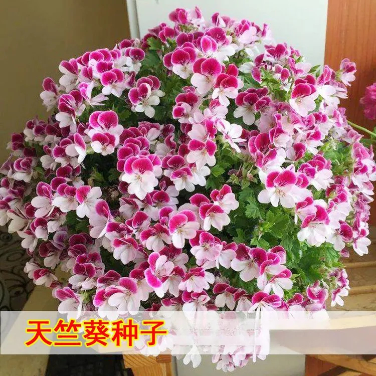 天竺葵花种子盆栽种植太阳花百日草花种子阳台庭院室内种