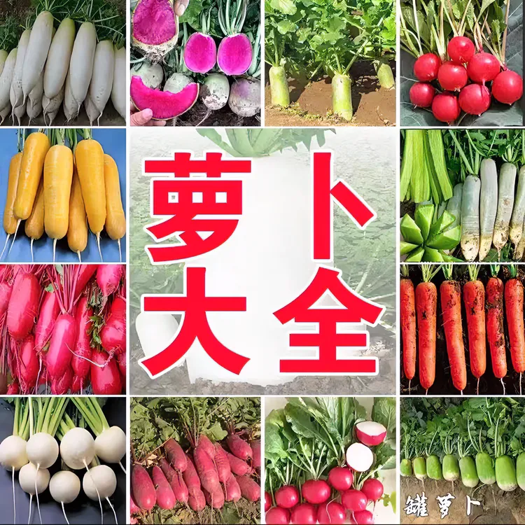 【拍二发三】白樱桃水萝卜种籽脆甜小萝卜樱桃萝卜种子简单品牌蔬菜