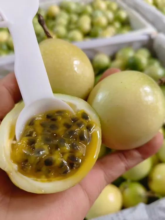 广西钦蜜九号黄金百香果装自制饮料柠檬果茶新鲜采摘果肉饱满口感