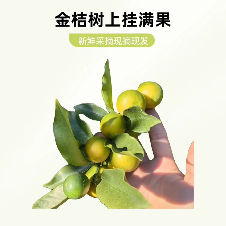 滑皮金桔一斤46颗左右广西时令新鲜水果第二代金桔纯甜无酸无麻