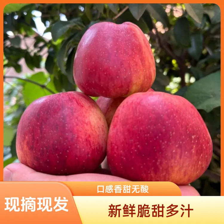 云南昭通冰糖心红露丑苹果当季新鲜脆甜多汁水果现摘现发10斤包邮