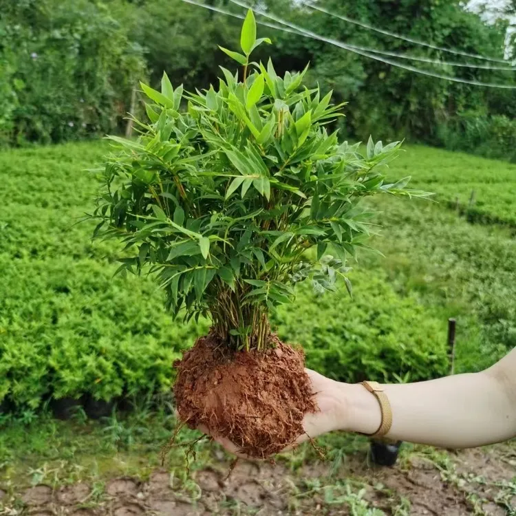 米竹盆景植物四季常绿驱蚊竹造景竹微景观盆景竹小叶米竹盆栽苗