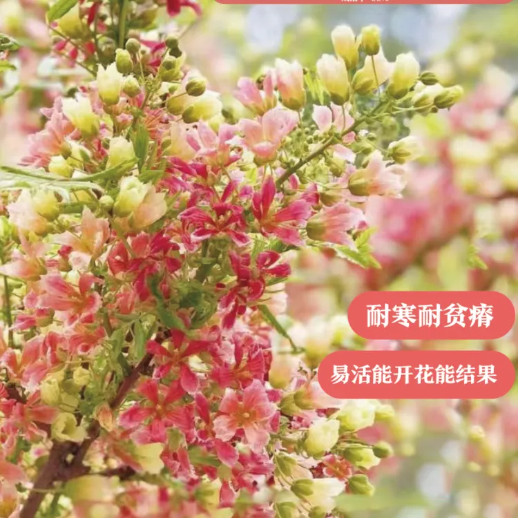 文冠花树苗浓香型状元花室内外阳台庭院文冠果花盆景四季好养花卉