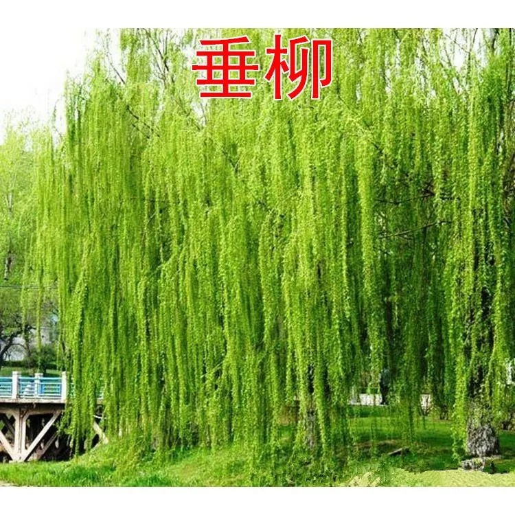 柳树苗河边垂柳树苗柳苗柳树扬柳苗垂柳小苗大苗绿化苗工程厂区
