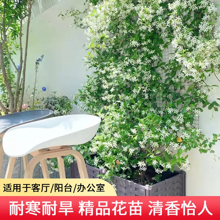 风车茉莉爬藤植物垂丝络石藤四季开花苗室内阳台花卉盆栽常青绿植