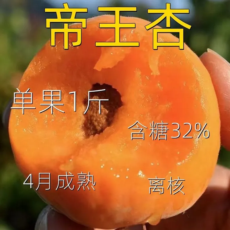 新品帝王杏树苗特大早熟甜杏子苗耐寒南北方种植盆地栽结果果树苗