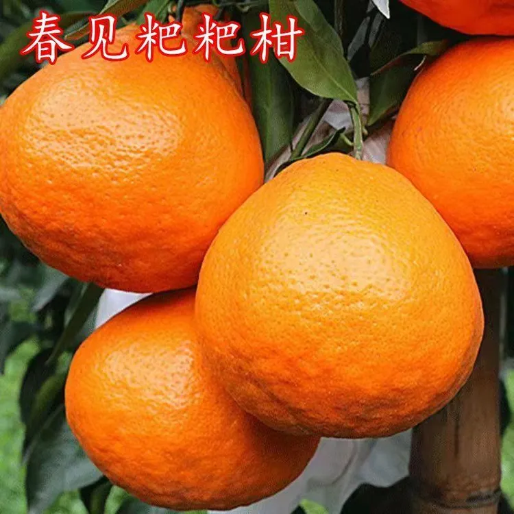 春见苗 耙耙柑树苗 春见树苗嫁接柑桔树苗春见粑粑柑橘苗当年结果