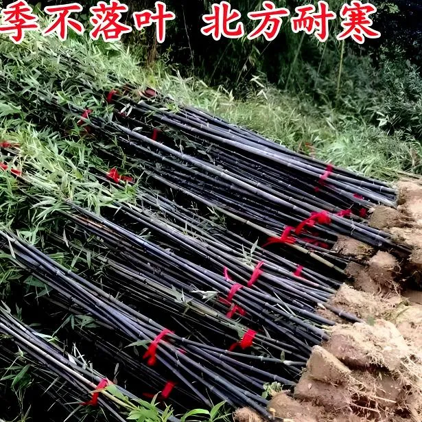 乌竹子苗庭院植物北方耐寒盆栽早园竹紫竹苗金镶玉竹四季青园林