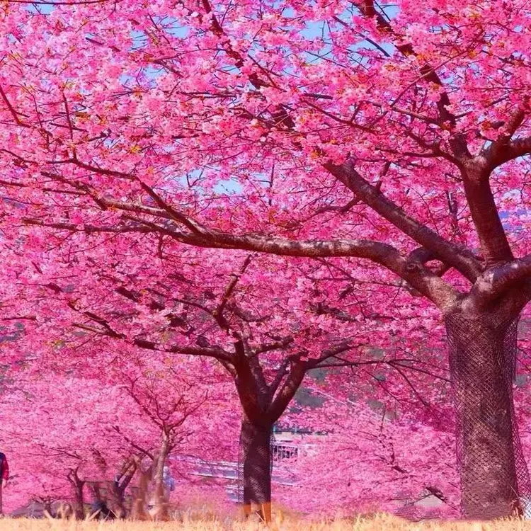 播种森林樱花树苗庭院种植风景树绿化植物室内外日本樱花小苗盆栽