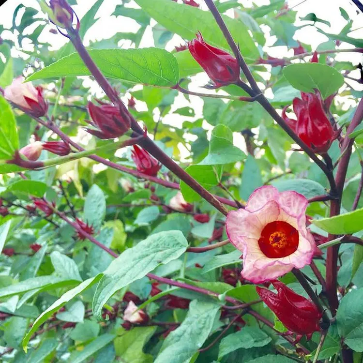 种苗落神花红桃k苗种花籽四季种植种籽玫瑰绿植茄树栽培结果苗