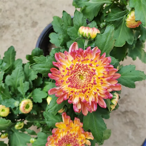 多年生菊花苗带花苞原土盆栽大菊花苗九月菊秋菊室内室外好养花卉