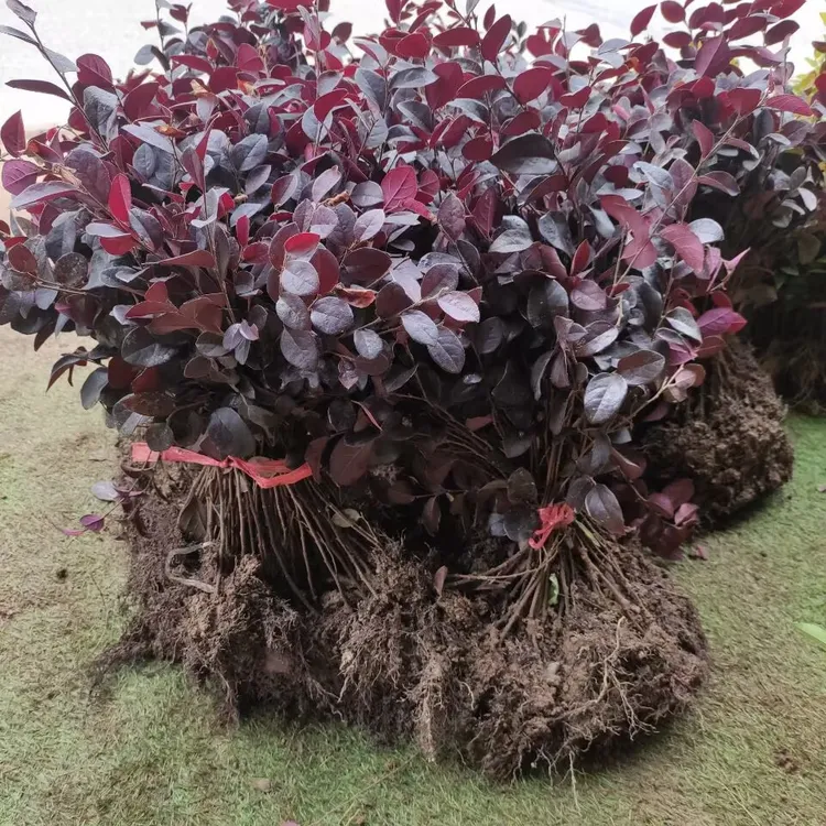 红花继木小叶栀子龟甲冬青瓜子黄杨杜鹃绿篱庭院绿化色块花工程苗