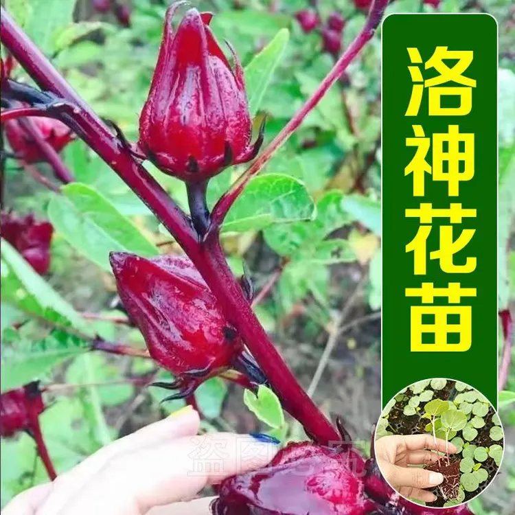玫瑰茄苗洛神花苗红桃K苗泡茶果玫瑰茄种子四季阳台庭院盆栽花苗