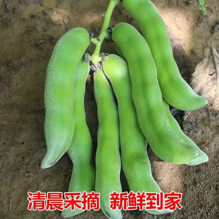 广西新鲜狗儿豆狗爪豆5斤包邮现摘现发农家特产虎老豆狗毛豆猫豆