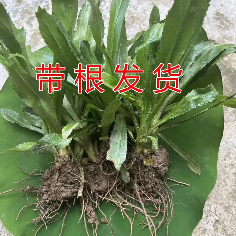 带根带泥大香菜苗云南泰国大芫荽越南老缅芫荽刺芫荽野香菜根盆栽