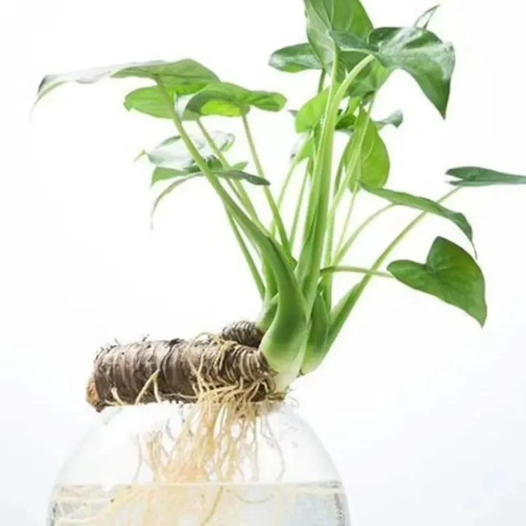 滴水观音绿植盆栽大叶霸王芋室内盆景老桩庭院大型绿植水培吸甲醛