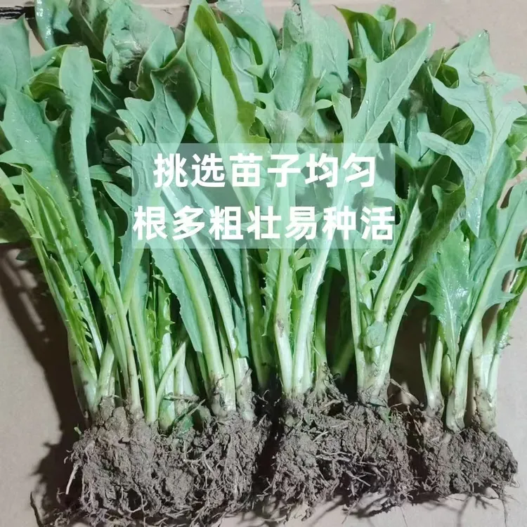 广西甜麦菜秧苦麦菜苗打冰菜新鲜可凉拌菜农家自种现摘脆嫩鲜美味