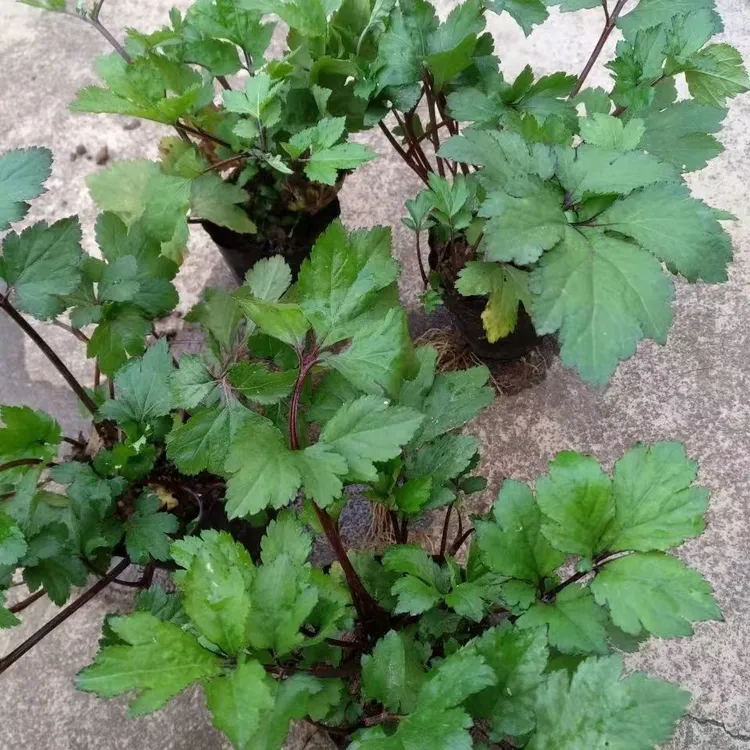 红艾草鸭脚艾食用珍珠菜白花蒿甜菜子真珠花菜角菜姨妈菜白苞蒿菜