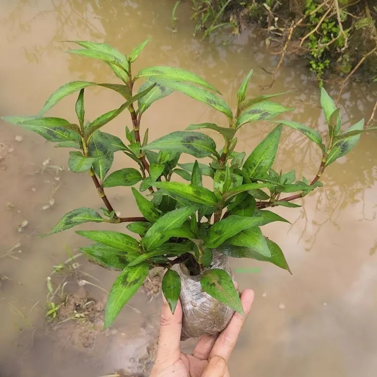 食用香辣柳苗辣蓼苗芫荽鱼生草南傣味香草香辣柳种苗种子盆栽香菜