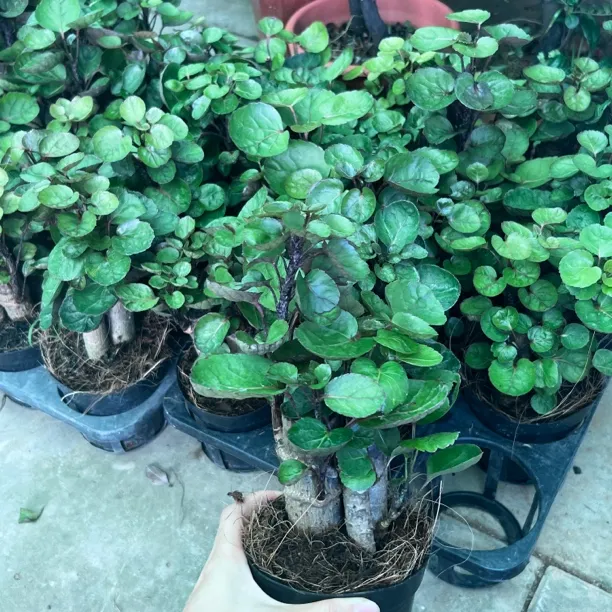 圆叶福禄桐金钱兜钱多多桌面茶台精品桩四季常青室内小绿植