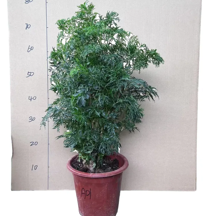 羽叶福禄桐盆栽室内绿植客厅四季常青净化空气植物