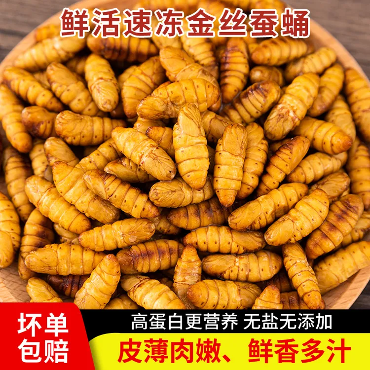 【顺丰包邮】新鲜金丝蚕蛹山东黄金蛹鲜活速冻蚕茧子高蛋白桑蚕蛹