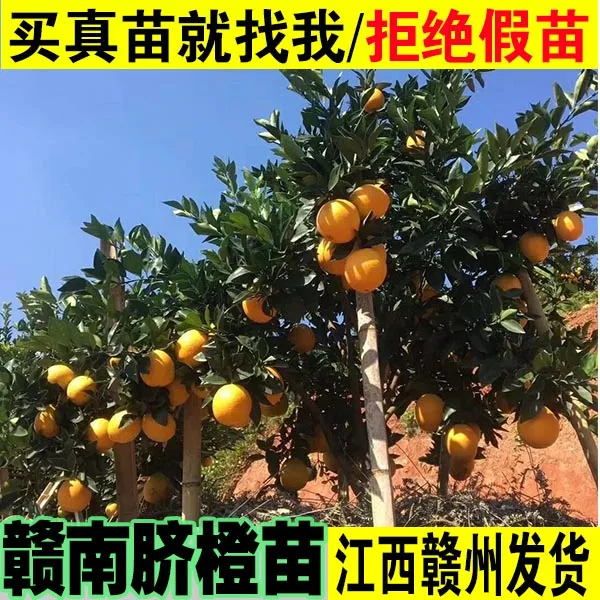 正宗江西赣南脐橙苗纽荷尔脐橙果树苗红肉血橙子苗裸根嫁接脐橙苗