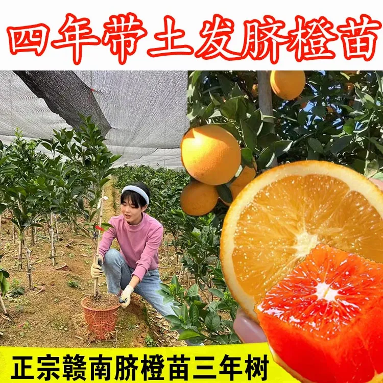 【乡妹子】赣南脐橙苗纽荷尔黄肉卡拉血橙红肉三年四年带土带盆发货