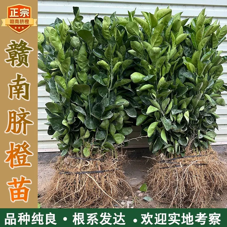 正宗江西赣南脐橙苗嫁接纽荷尔橙子苗大面积种植100颗200颗300颗