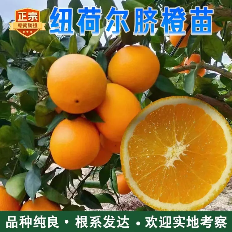 赣南脐橙苗正宗橙子苗纽荷尔黄肉纽贺儿纽赫尔橙树苗脐橙果树苗子