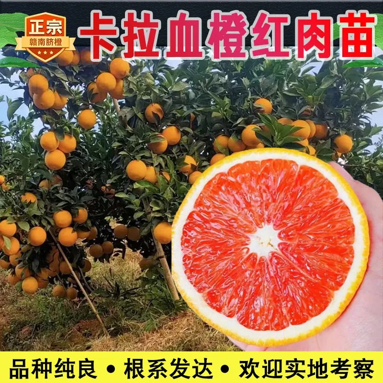 正宗赣南脐橙苗卡拉血橙红肉苗嫁接橙子苗产地发货江西发货果树苗
