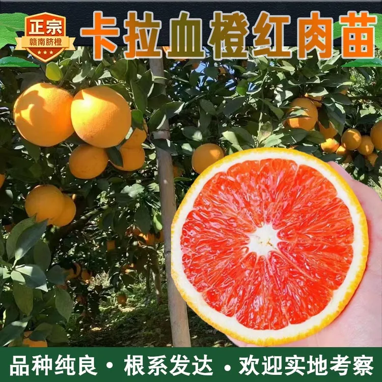 卡拉血橙苗红肉橙子果树苗江西赣州红心苗子赣南脐橙苗嫁接裸根苗