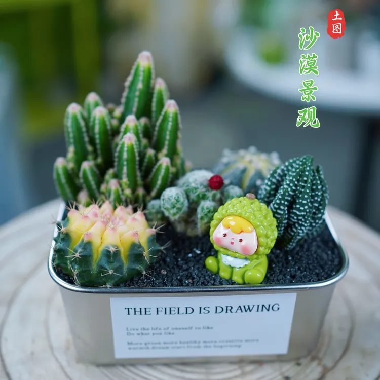 ins风多肉植物沙漠景观仙人掌耐干易养精致轻奢高级沙漠便当成品