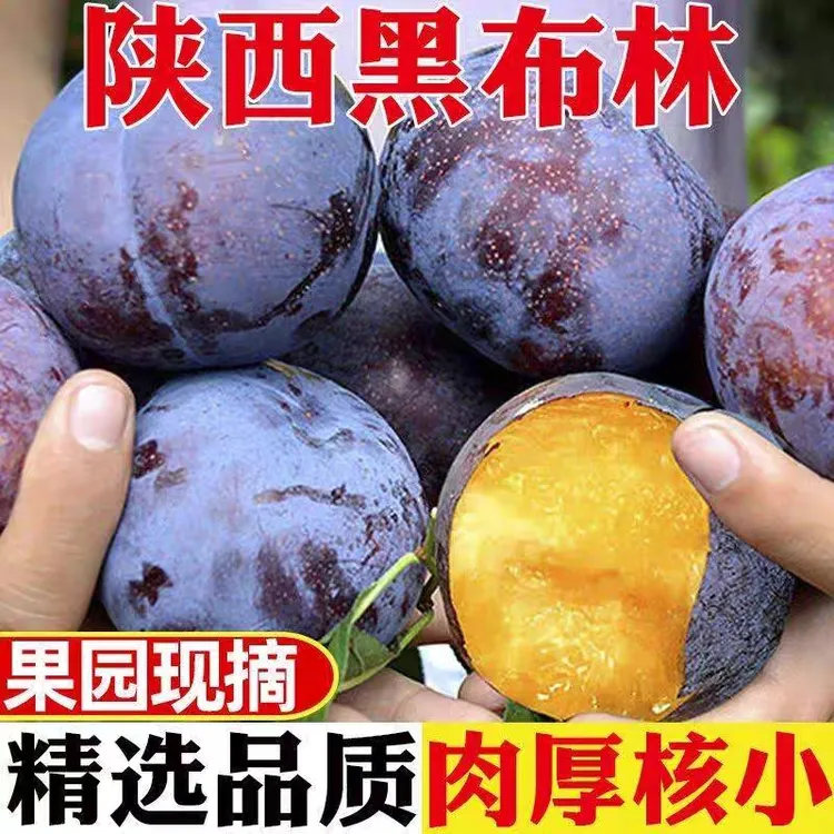 陕西周至现摘黑布林李子新鲜5斤酸甜当季水果维生素c视频软硬两吃